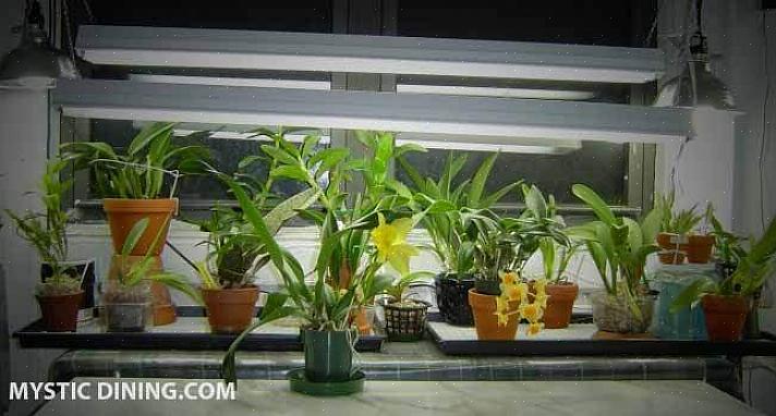 Orkideer skal pottes i specialiserede orkideer i en orkideblanding