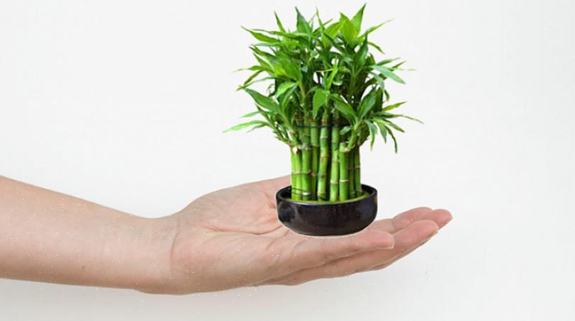 De mere indviklede heldige bambusplanter kan koste hundreder af dollars