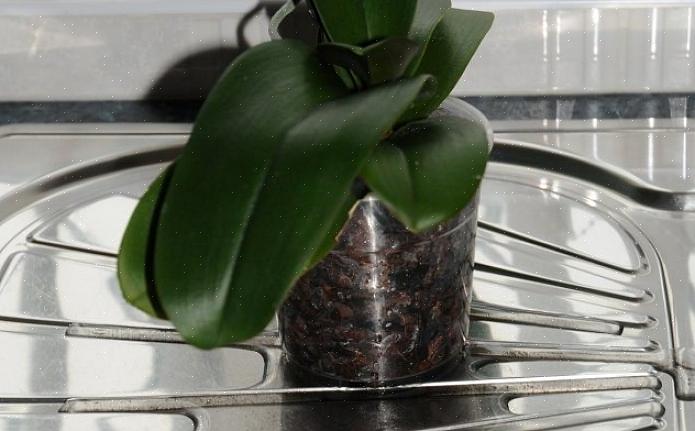 Som en dyr vandmåler er orkidévelamen en glimrende indikator for dit plantes vandbehov