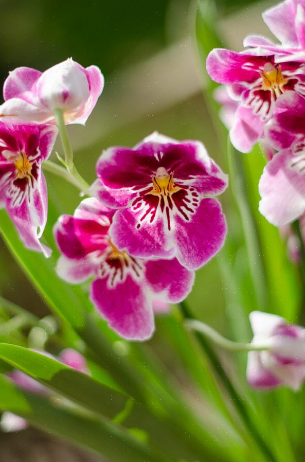 At lære at læse dine orkidérødder er den bedste metode til at få vanding rigtigt