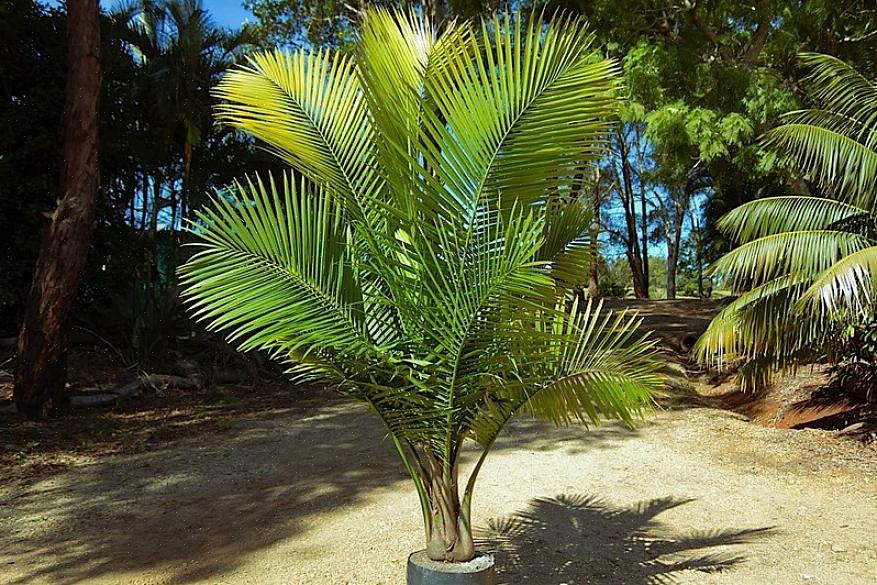 Ifølge Griffith ligner majestætpalmen en kentia-palme