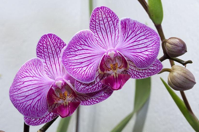 For lave temperaturer kan også få orkidéblade til at blive gule
