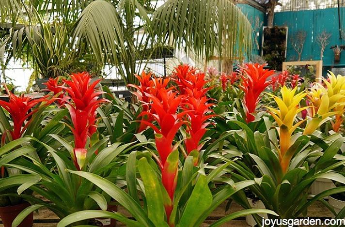 Bromeliads er en af de bedste tropiske planter til at vokse i dit hjem