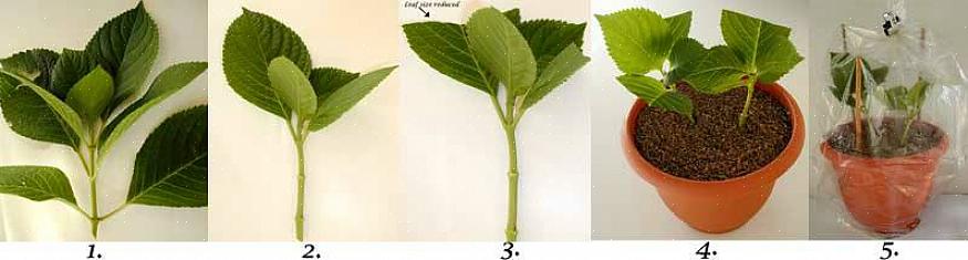 Herefter kan du transplantere din nye hortensia-plante fra sin potte i jorden
