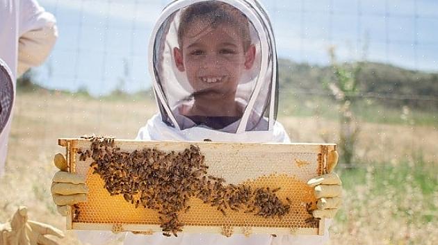 Fra at sætte bierne op om foråret til at høste honning til at forberede bikuben til vinteren