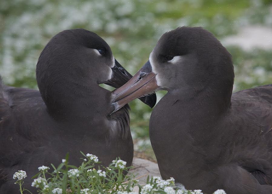 Preening er en fugles måde at pleje sine fjer for at holde dem i den bedste stand