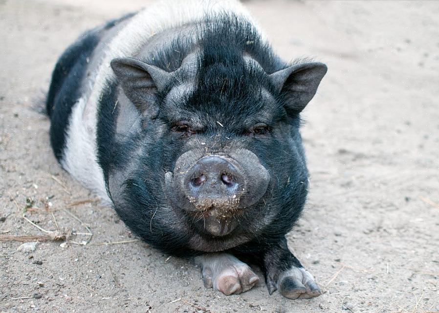 En af de mest almindelige årsager til tør hud hos potbellied grise er mangel på fugt i deres omgivelser