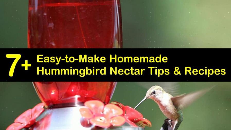 Hummingbird nektar er en simpel opløsning af sukkervand