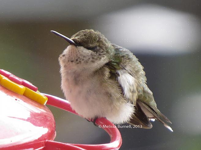 Melasse eller kunstige sukkererstatninger til nogen kolibri-nektaropskrift