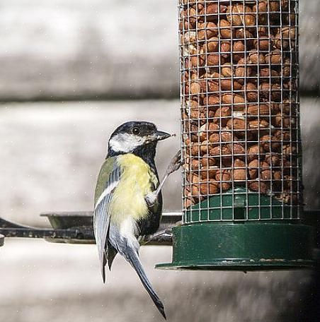 Nødder er en populær fødekilde for mange fugle