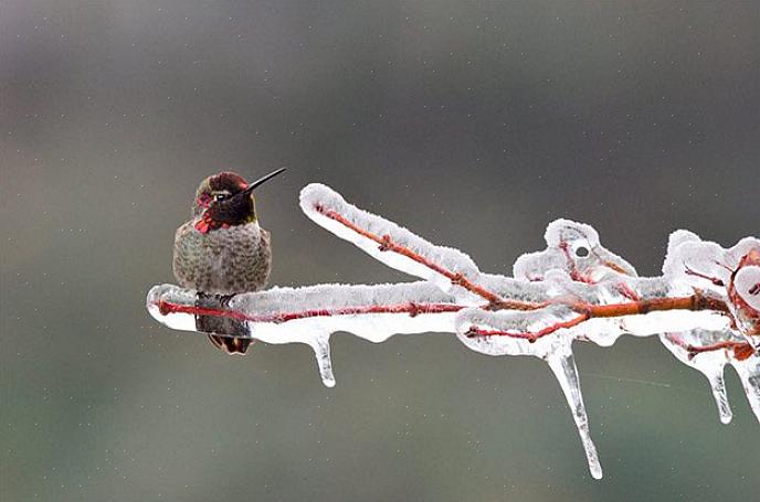 Vinter kolibrier er ikke noget nyt