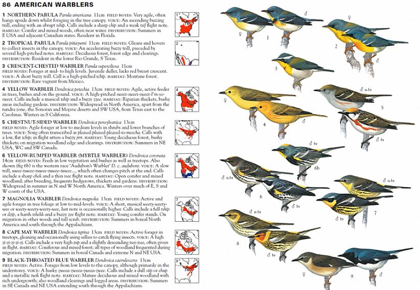 At lære at fugle efter øre kan hjælpe fuglekiggere med at skelne forskellige arter af sanger