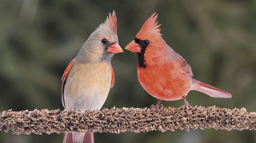 Deres spiseproces kan hjælpe fuglefugle med at være mere vidende om de bedste fødevarer til fugle
