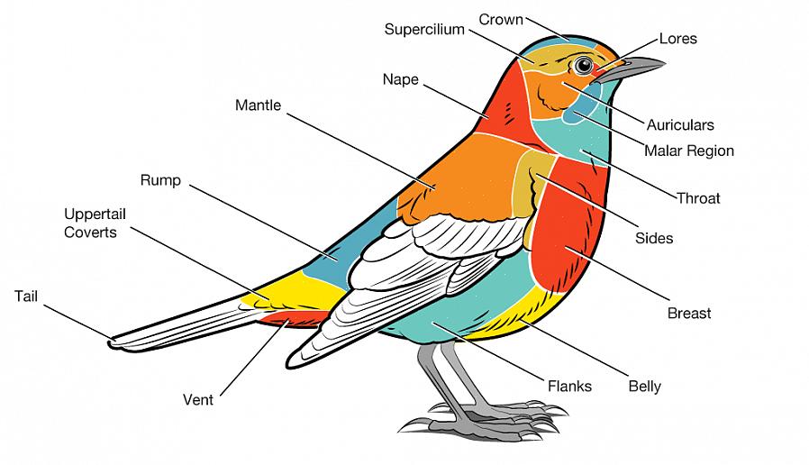 Og at se efter forskellige markeringer kan hjælpe med at skelne mellem forskellige fugle