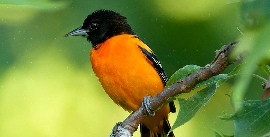 Baltimore oriole er en strålende farvet orange sangfugl velkommen i mange værfter