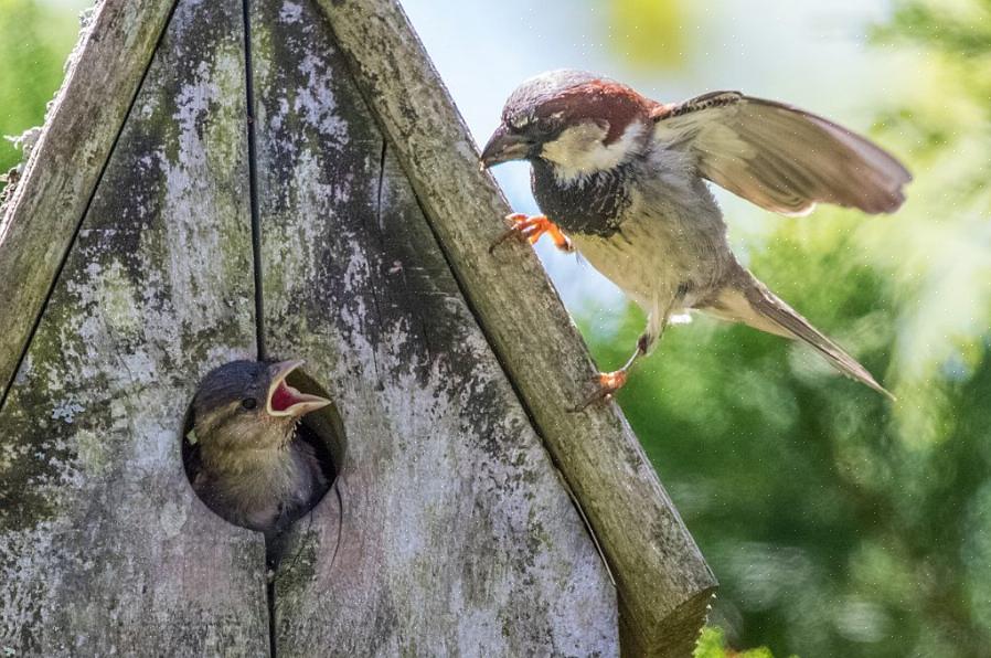 Selv en fuglevenlig gård med et fuglehus tiltrækker ikke fuglefugle