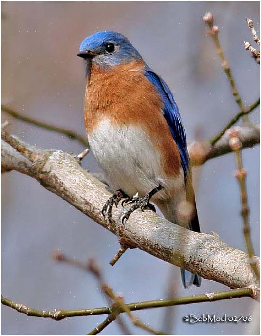 Eastern bluebird identifikation