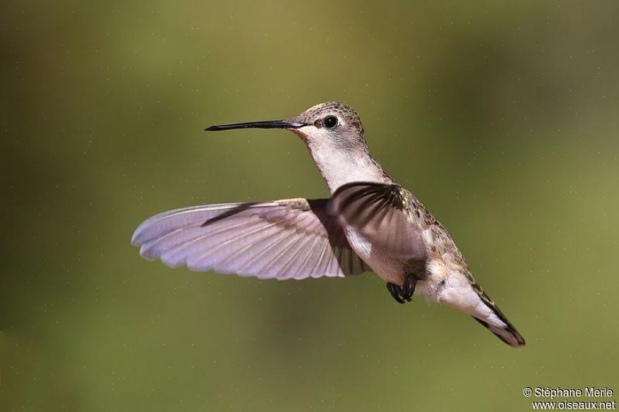 Sort-chinned kolibriæg er almindelige hvide