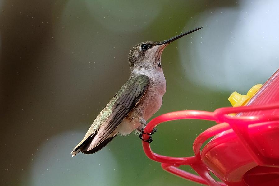 Sortbrun kolibrier er blevet registreret som hybridiserende med adskillige andre kolibriearter