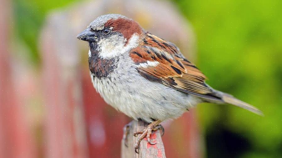 Mens mange af disse fugle inkluderer ordet "spurv" i deres almindelige navne