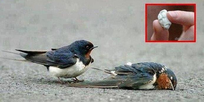 At fugle dør af at spise tyggegummi