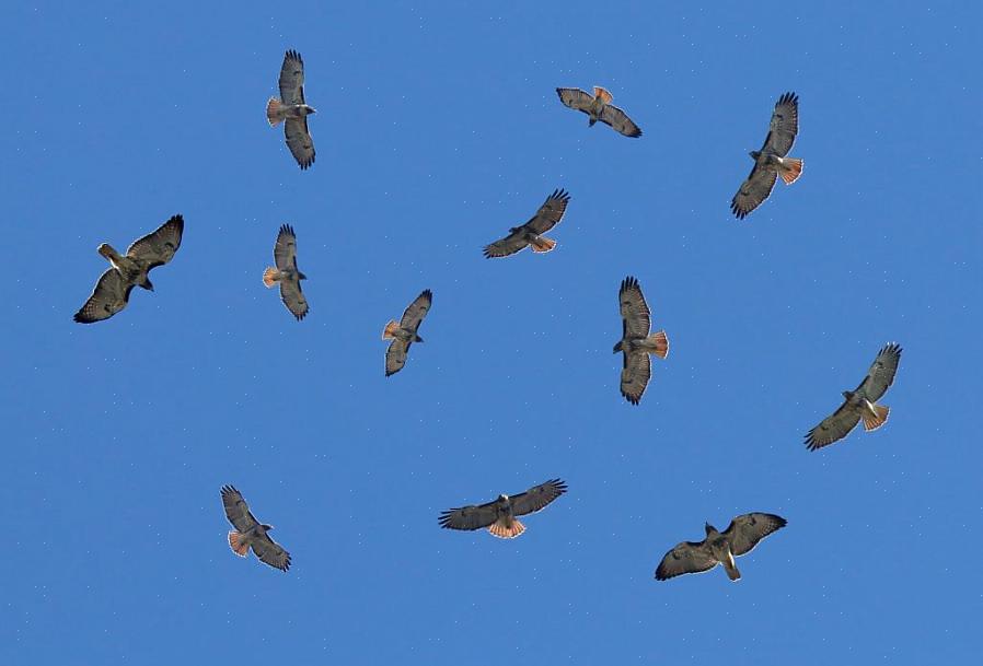 En kedel er en samlebetegnelse for en gruppe vandrende rovfugle eller generelt en flok rovfugle