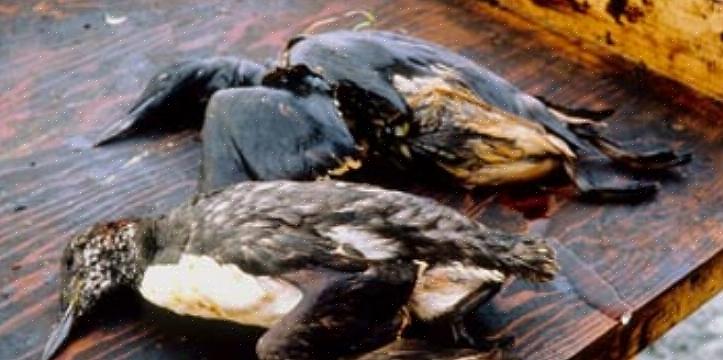 Hvordan olie påvirker fugle