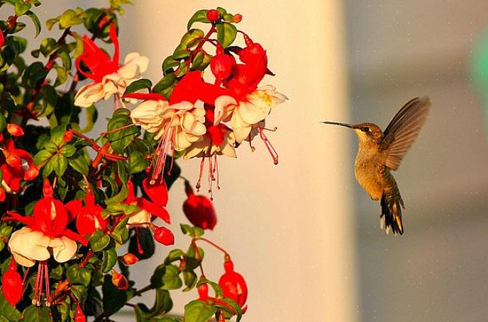 Blomster med nektar for at tiltrække kolibrier Hvorvidt hver blomst vil være egnet til kolibrier