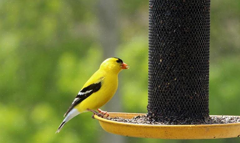 Fugle forbruger muligvis kemiske granulater