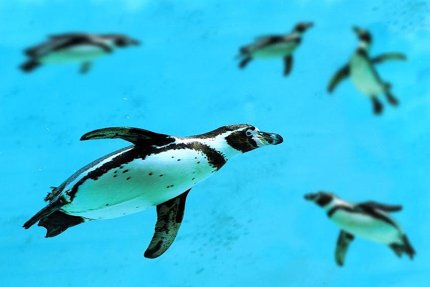 Fordi pingvins kostvaner afhænger af sunde oceaniske levesteder