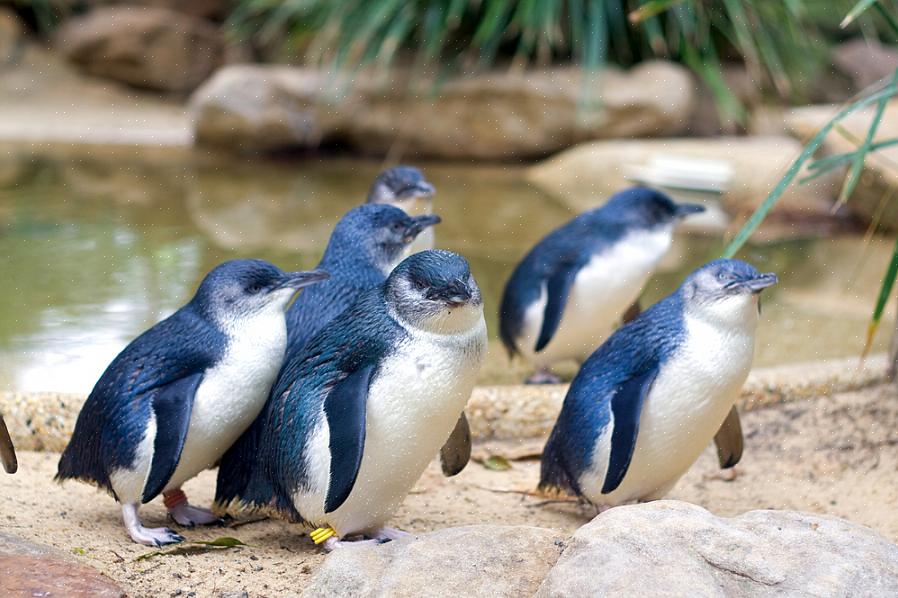 Lille pingvin identifikation