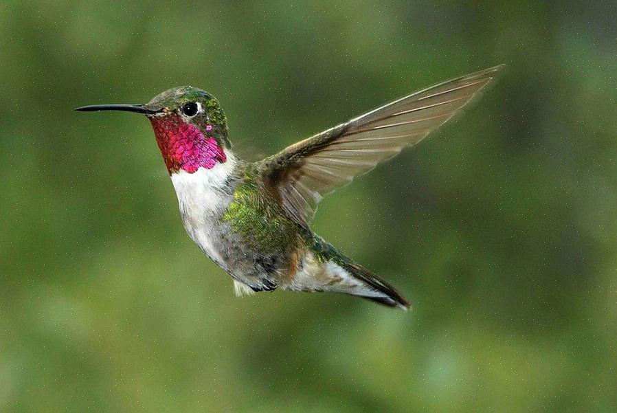 Hummingbird regninger er nåletynde til at undersøge dybt i blomster for at nippe til nektar