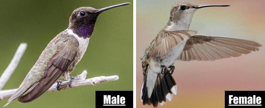 Herunder kolibrier