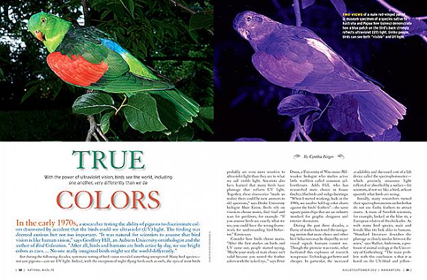 Hvordan fugle ser farve