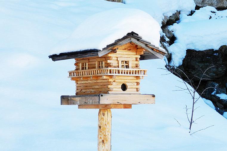 Beskytte vil hjælpe med at tiltrække flere fugle til en vinterhave