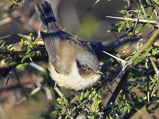 Bushtit bevarelse