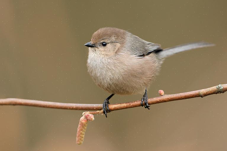 Bushtit habitat og distribution