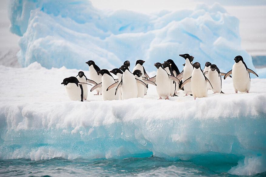 Vilde pingviner kan findes på fire forskellige kontinenter