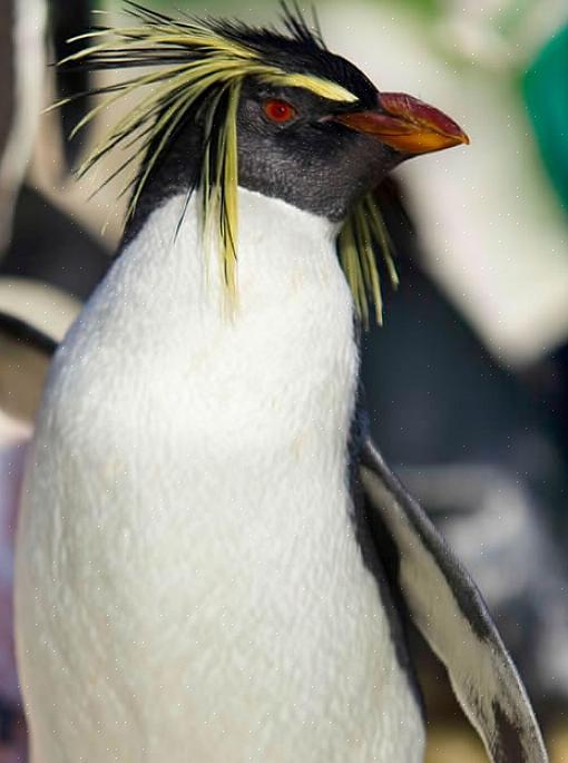 Støtte bevarelse af de mindste pingvinarter
