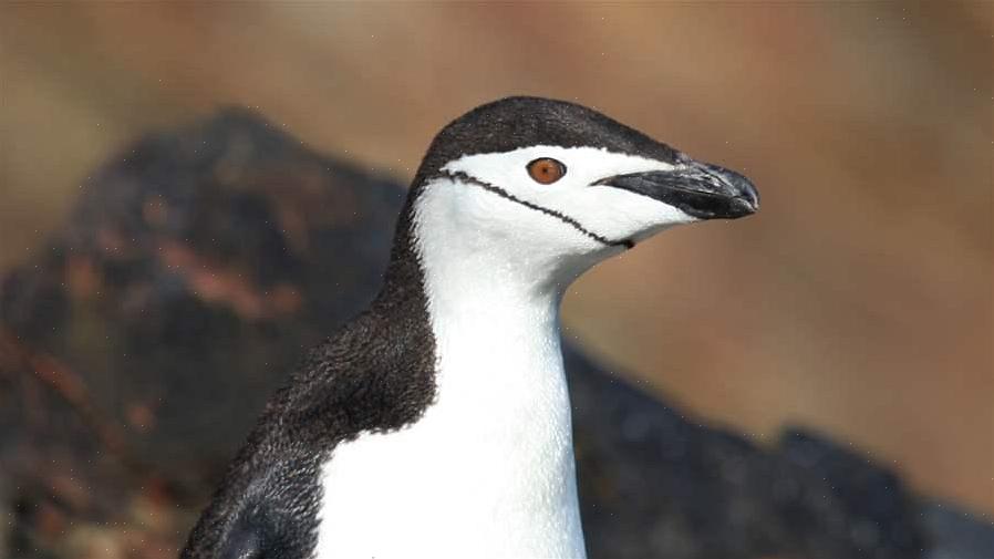 Pingviner er populære fugle over hele verden