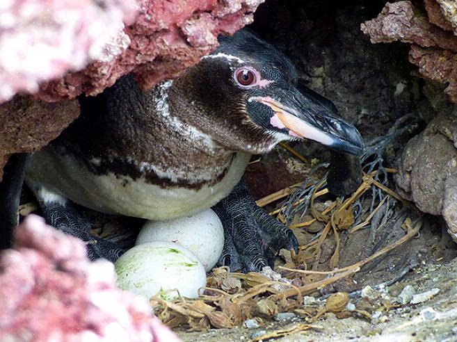 Udgør mange menneskeskabte farer stadig ekstreme trusler mod pingviner