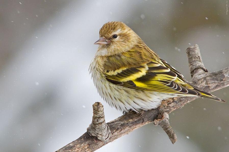 Pine siskin grønne morfer er sjældne