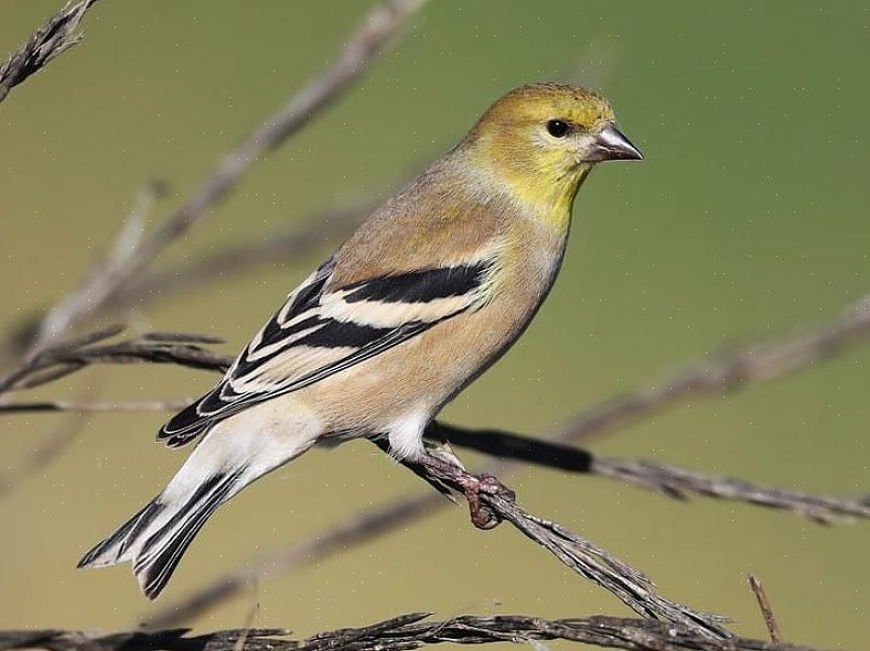 Pine siskin identifikation