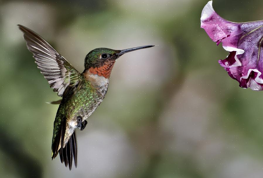 Den mandlige ruby-throated kolibri har en lys rød hals eller gorget med mousserende iridescence set i stærkt