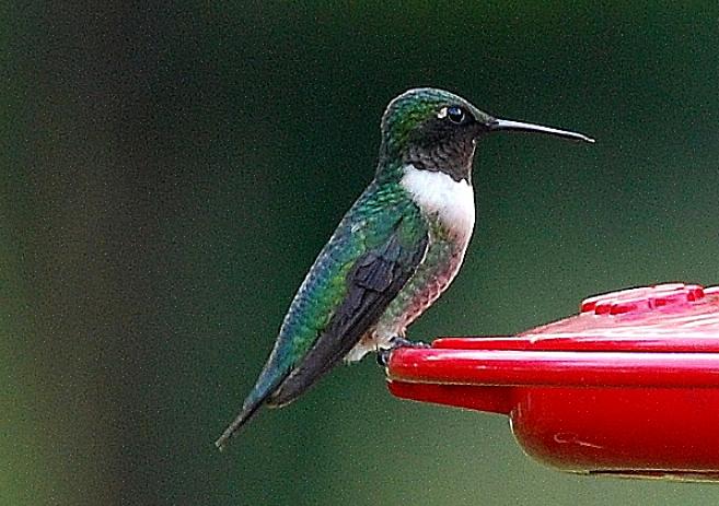 Flankerne af unge mandlige ruby-throated kolibrier er grågrønne