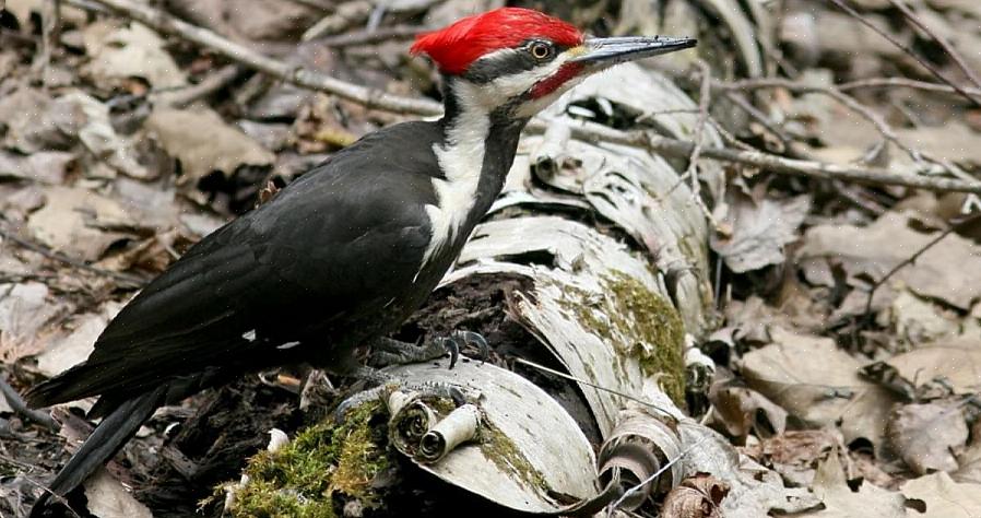 Pileated spætte identifikation