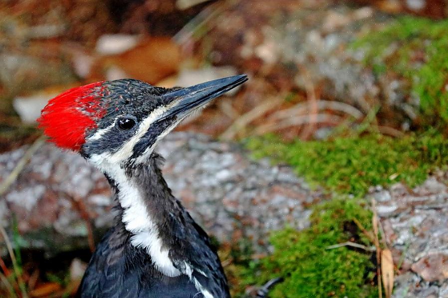 Pileated spætte vs