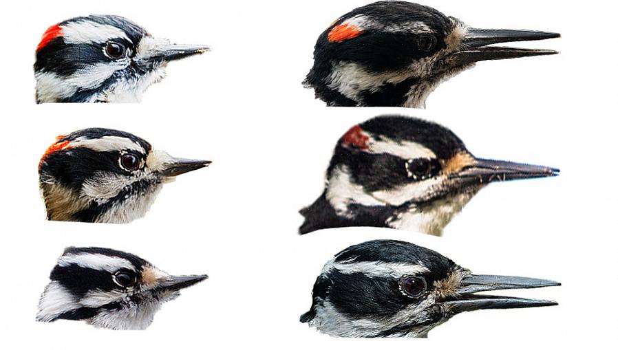 Med praksis kan fuglekunstnere nemt lære at identificere hakkespetter baseret på markmærker