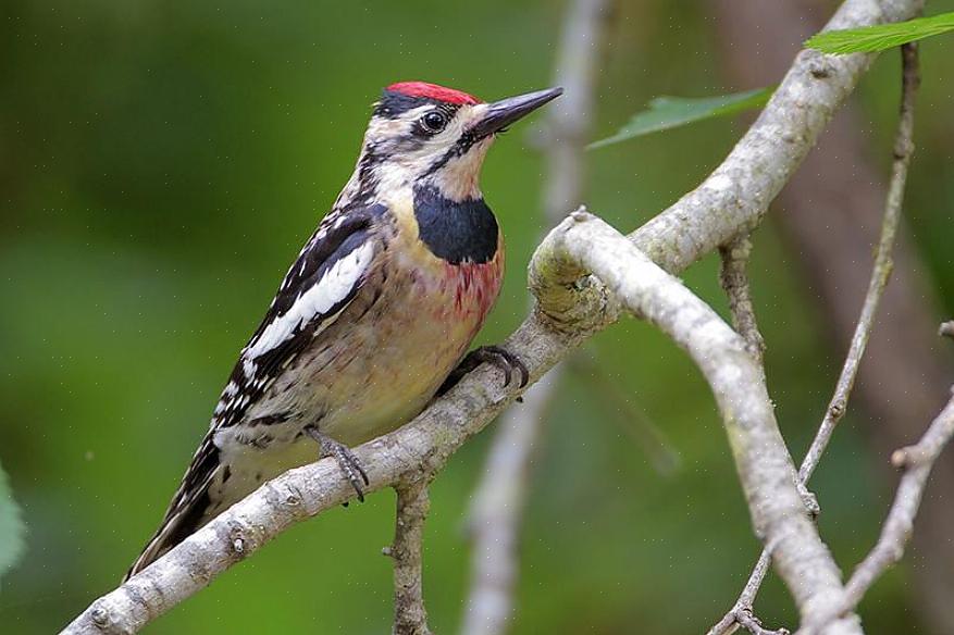 Picidae-fuglefamilien inkluderer mere end 250 arter af spætte