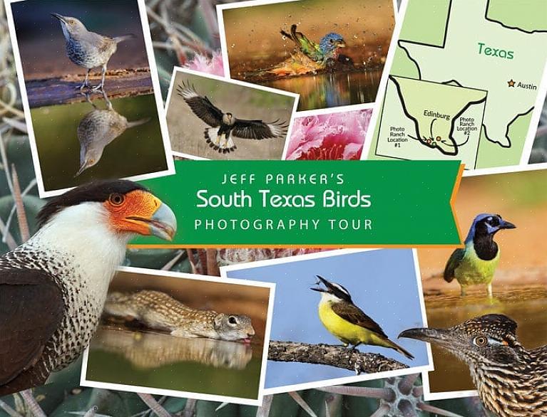 Dette gør mange South Texas-fugle populære målarter for besøgende fuglekiggere